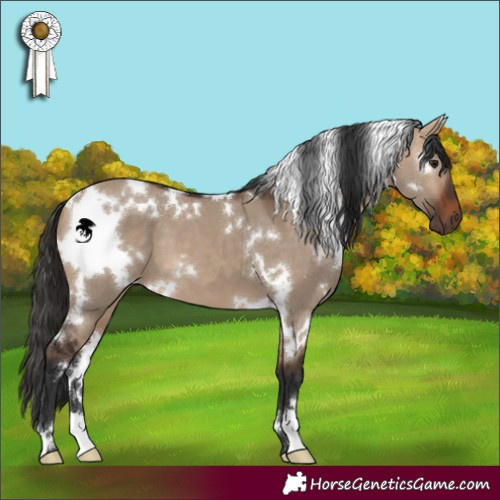 Horse Color:White Spotted Bay Dun 