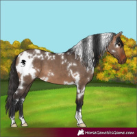 Horse Color:White Spotted Bay Dun 