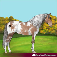 Horse Color:White Spotted Sable Champagne 