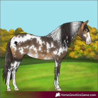 Horse Color:White Spotted Buckskin 