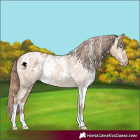 Horse Color:White Spotted Gold Champagne Dun Appaloosa 