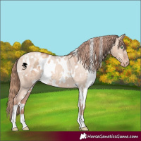 Horse Color:White Spotted Gold Champagne Dun Varnish 