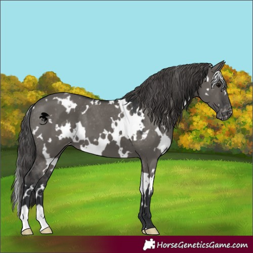 Horse Color:White Spotted Grullo Varnish