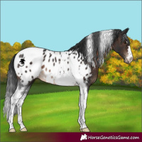 Horse Color:Brown Tobiano Near Leopard Rabicano 
