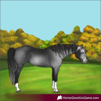 Horse Color:Gray Black Splash