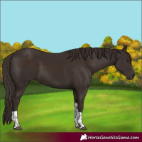 Horse Color:Liver Chestnut Tobiano