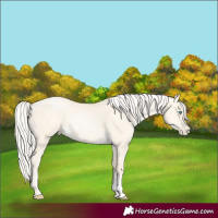 Horse Color:Silver Amber Cream Champagne Pearl Dun 
