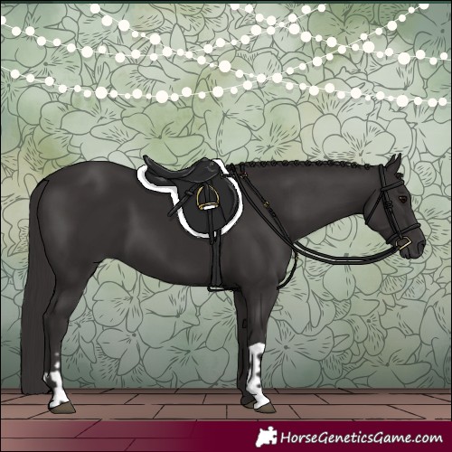 Horse Color:Smoky Black and Smoky Black