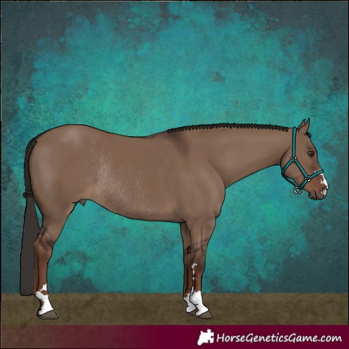 Horse Color:Liver Red Dun Rabicano 