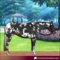 Horse Color:White Spotted Liver Chestnut 