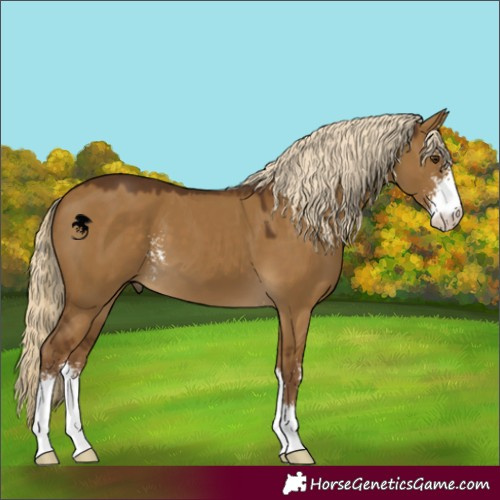 Horse Color:Chocolate Palomino Dun Sabino 