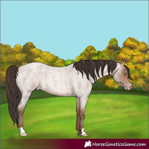 Horse Color:Sable Champagne Roan 