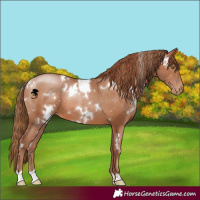 Horse Color:White Spotted Brown Pearl 