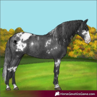 Horse Color:White Spotted Black Sabino Appaloosa Rabicano 