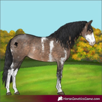 Horse Color:Brown Dun Sabino Rabicano 