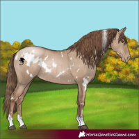 Horse Color:White Spotted Grullo Pearl Rabicano 