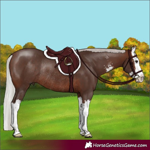 Horse Color:Silver Brown Sabino Splash Rabicano 
