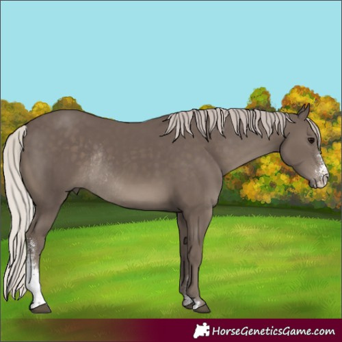 Horse Color:Silver Black Sabino Rabicano 