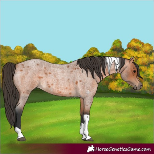 Horse Color:Bay Roan Tobiano 