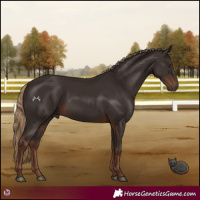 Horse Color:Liver Chestnut Rabicano 