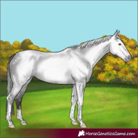 Horse Color:Gray Brown Mushroom Tobiano 