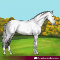 Horse Color:Gray Brown Mushroom Tobiano 