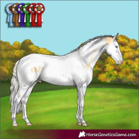 Horse Color:Silver Amber Cream Champagne Dun Splash Tobiano Appaloosa Rabicano 