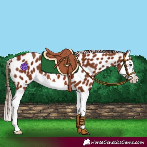 Horse Color:Chestnut Splash Appaloosa 
