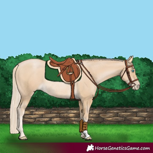 Horse Color:Palomino Pearl Rabicano 