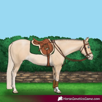 Horse Color:Palomino Pearl Rabicano 