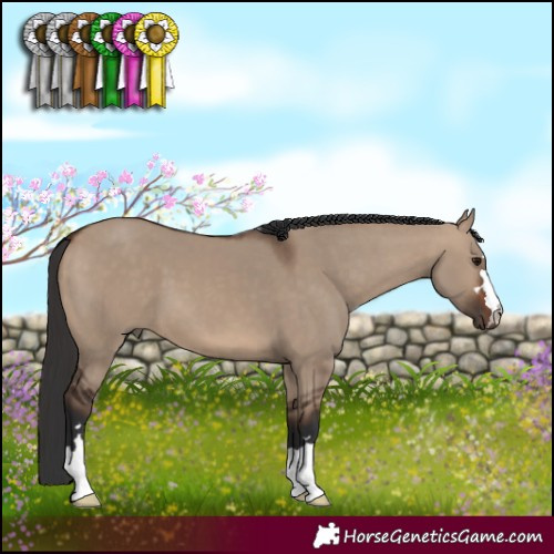 Horse Color:Brown Dun 