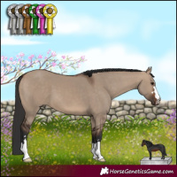 Horse Color:Brown Dun 