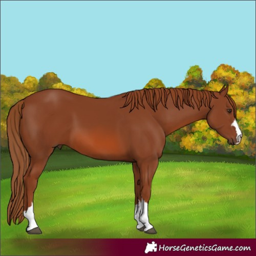 Horse Color:Chestnut 