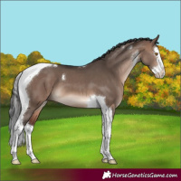 Horse Color:Brown Dun Mushroom Sabino Splash Tobiano 