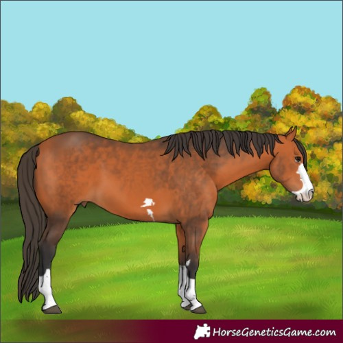 Horse Color:Bay 