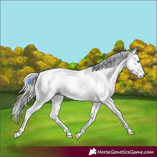 Horse Color:Gray Silver Amber Cream Champagne Roan Dun Splash Tobiano Frame Near Leopard Rabicano