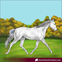 Horse Color:Gray Silver Amber Cream Champagne Roan Dun Splash Tobiano Frame Near Leopard Rabicano 
