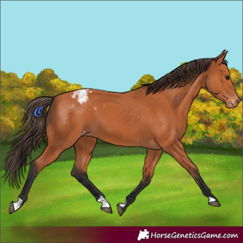 Horse Color:Bay Appaloosa