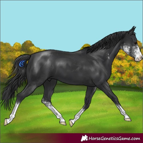 Horse Color:Black Sabino 