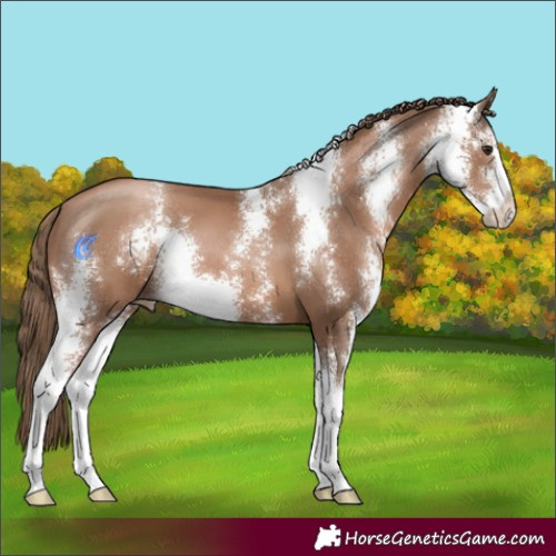 Horse Color:Black Pearl Sabino 