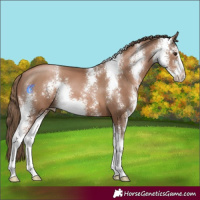Horse Color:Black Pearl Sabino 