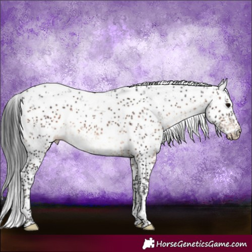 Horse Color:Brown Sabino Rabicano 