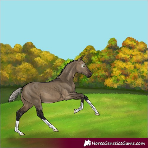 Horse Color:Gray Silver Brown Dun 