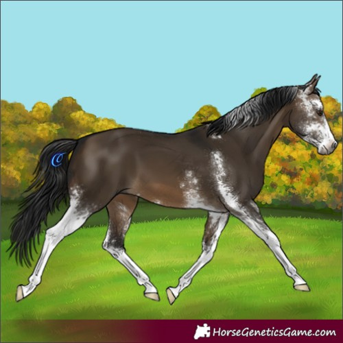 Horse Color:Gray Brown Dun Sabino 
