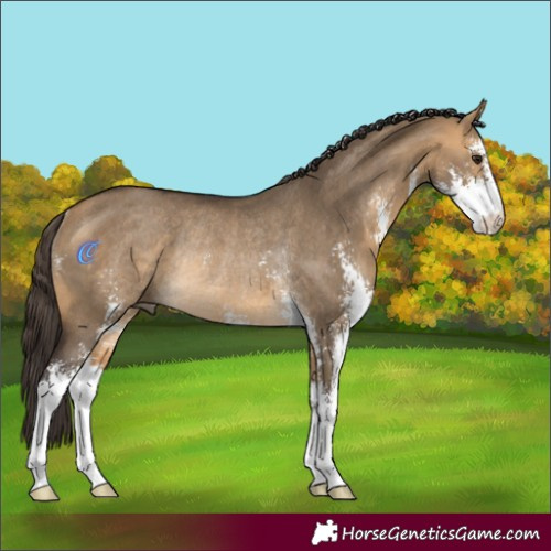 Horse Color:Buckskin Dun Sabino Rabicano