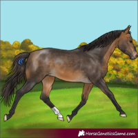 Horse Color:Buckskin 