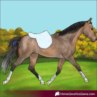 Horse Color:Bay Dun 