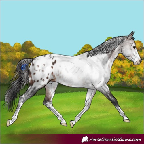Horse Color:White Spotted Brown Sabino Appaloosa 