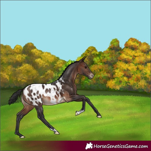 Horse Color:Brown Appaloosa 