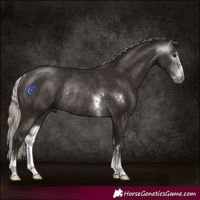 Horse Color:Gray Silver Black Sabino Rabicano 